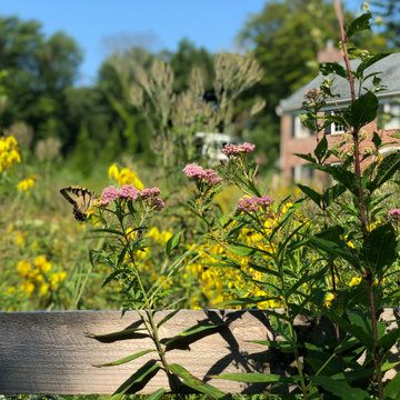 Bryn Mawr, PA - Meadow Design/Install