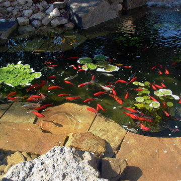 Beautiful Waterfall And Koi Pond - Greeley, CO