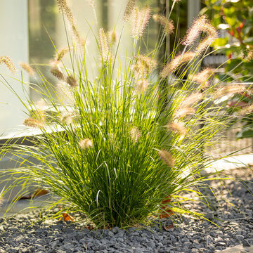 Moderner Privatgarten in Willich