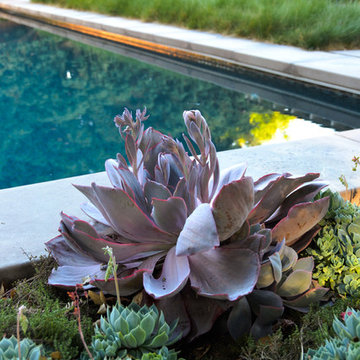 Geometry Overgrown: a Modern Pool & Landscape