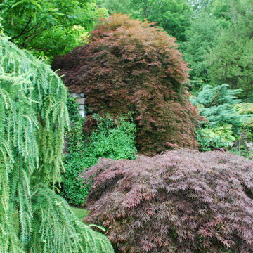 Larch, maples and junipers at Innisfree.