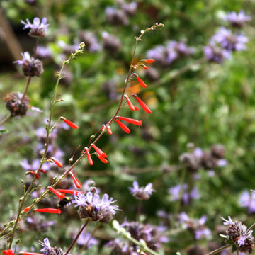 A Native & Herb Garden to Stroll Through