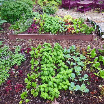 A Vegetable Garden in the Shade