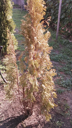 taxus media hillii 175-200 Taxus media 'Hillii' Heckenpflanze
