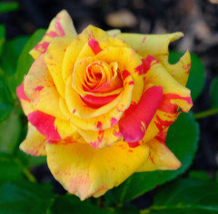 Swirly Pop and Dreamsicle, Dave Bang's miniature roses | Houzz Forum