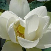 Wei Wei Tan's photo