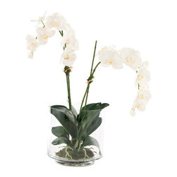 Orchid Phalaenopsis Glass Cylinder - Plants
