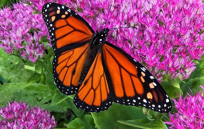 6 Steps to Creating Your Butterfly Garden