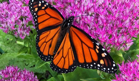 6 Steps to Creating Your Butterfly Garden