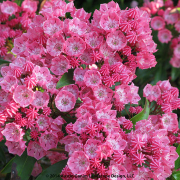Plant Ideas & Colorful Combinations