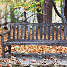 Gardening Lover? 3 Ways To Care For Trees Through The Fall