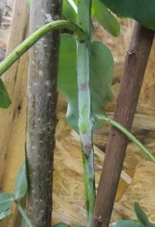 Why are my eucalyptus dying?