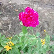 Foto von Priya Thirumoorthy