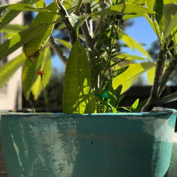 Potted Plants