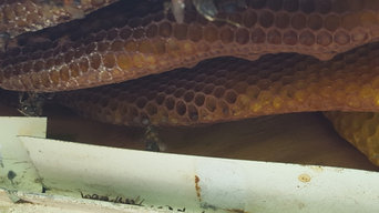 Florida Snake Photo Picture Gallery