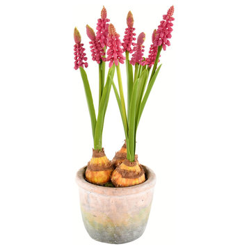 10" Mauve Hyacinths In Container 2/Pk
