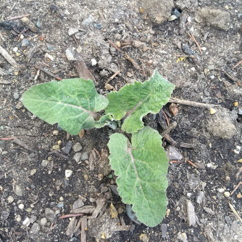 dinosaur kale or weed?