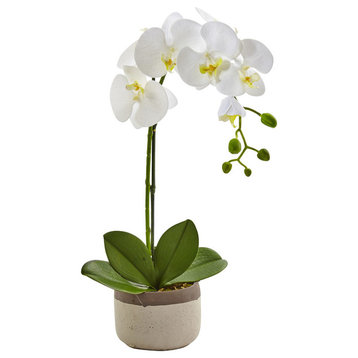 Phalaenopsis Orchid In Ceramic Pot