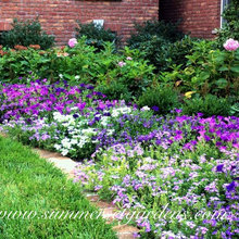 Front Yard Landscaping