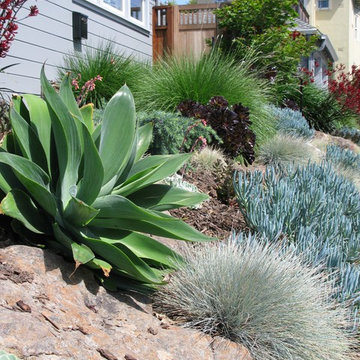 Front Yard Favorite