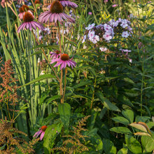 Herbaceas