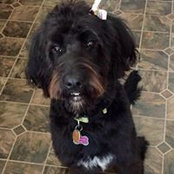 Suzanne Abrams's photo