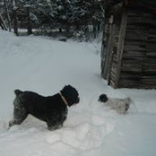 Karen Lediard's photo