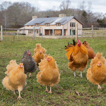 Farm House