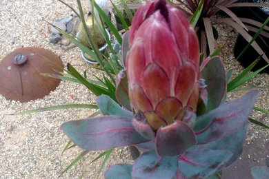 This is an example of an eclectic landscaping in San Francisco.