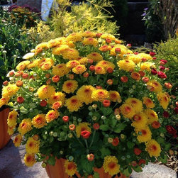 Cross Creek Nursery - Products