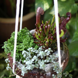 Jungle Bowl : Sarracenia + Peperomia Spp + Selaginella - Plants