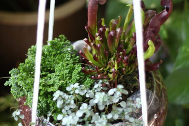 Jungle Bowl : Sarracenia + Peperomia Spp + Selaginella