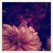 Dian Naさんの写真