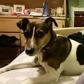 Jack Terriers foto
