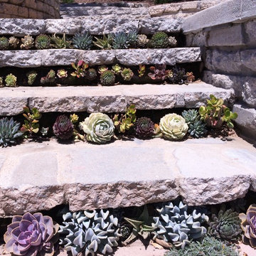 Urbanite Succulent Wall
