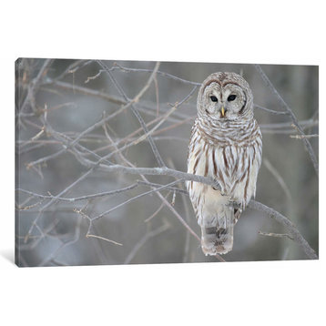 Barred Owl on Branches by Unknown Artist Canvas Print, 18"x26"x1.5"