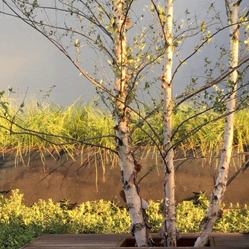 River Birch Tree in Ipe Deck