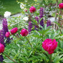 Flower Northeast