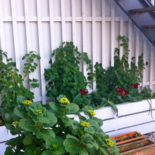 Rooftop gardens