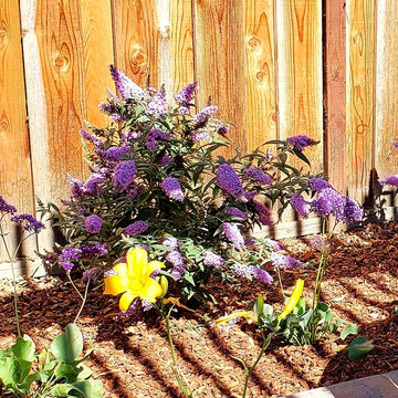 Plants I Really Like