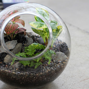 House Plants and Terrariums