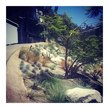 Viola Gardens Drought-tolerant Erosion Control Hillside and Pool Area