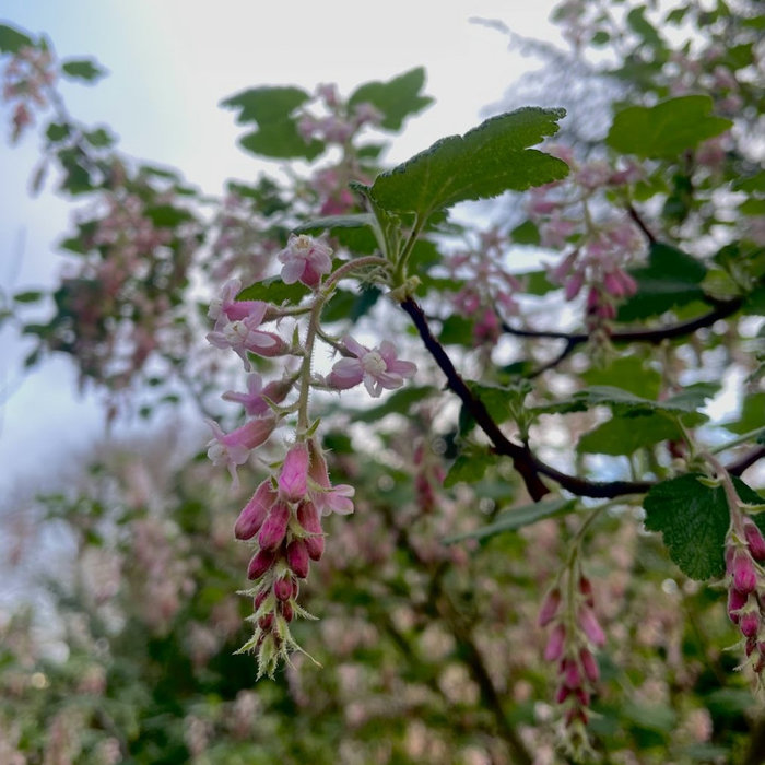 Red-flowering currant stuns with masses of blooms in this coastal Los Angeles native garden.