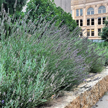 Pollinator Gardens