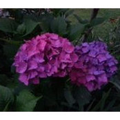 Julia Basaure's photo