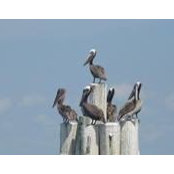 Chris Authement's photo