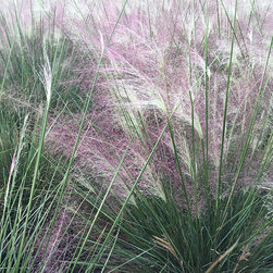 Current Featured Plants - Products