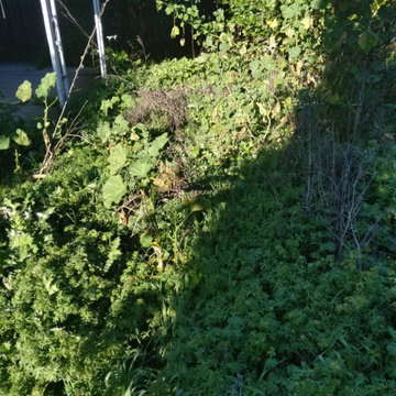 Full Yard Cleanup & Landscape Refresh