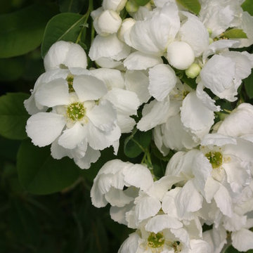 Snow Day™ 'Blizzard' Pearl-Bush