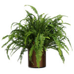 Scape Supply - Live 2' Fern 'Kimberly Queen' Package, Bronze - The fern is a long time player in the interior landscape industry.  It is well known for it's great air cleaning abilities and versatility, as it can be hung from above in the proper container. The fern likes a medium lit area with indirect sunlight.  It is one of the best plants for maintaining humidity in your indoor space.